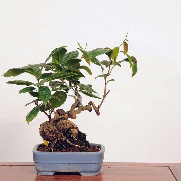 ビナンカズラ　盆栽　小品盆栽　太幹　半懸崖　幹模様良　古木 ビナンカズラ 盆栽 小品盆栽 太幹 半懸崖 幹模様良 古木