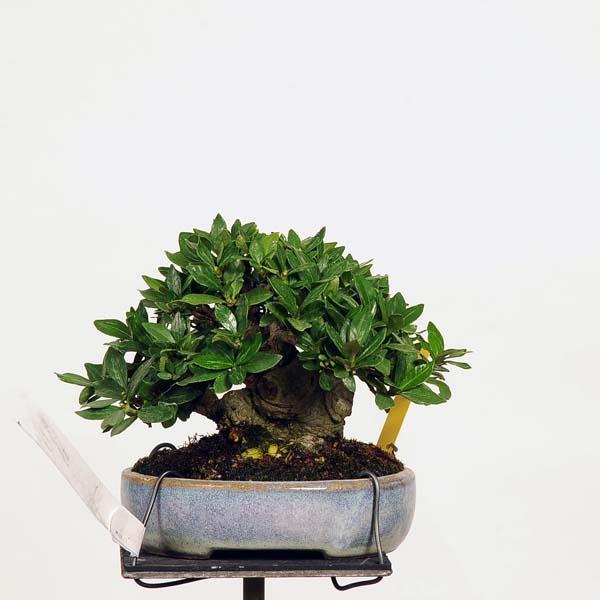 盆栽：特選梔子(くちなし) 現品*クチナシ Minarikuchinashi bonsai