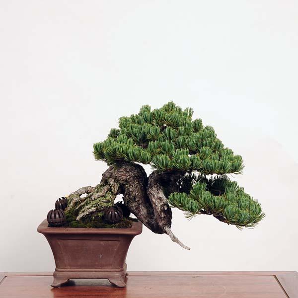 盆栽 特選：五葉松*現品 ごようまつ ゴヨウマツ Goyoumatsu bonsai 中