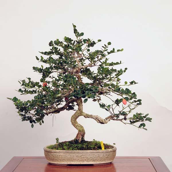 盆栽 特選：カリッサ 現品* Karissa bonsai 中品盆栽 : 遊恵盆栽 Yahoo 