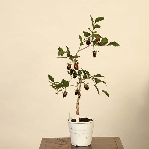 盆栽素材：老爺柿(黒鳳) 現品*ろうや柿 ロウヤ柿 ローヤ柿 Diospyros