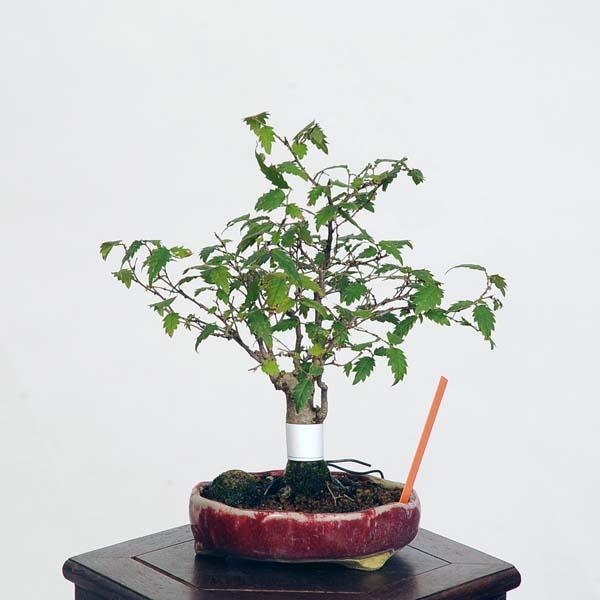 盆栽：欅(けやき) 現品*ケヤキ Zelkova serrata Keyaki bonsai ミニ