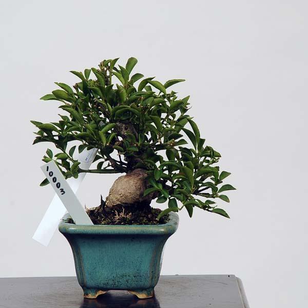 小品盆栽：こまゆみ 現品*コマユミ Komayumi送料無料 : 遊恵盆栽 Yahoo