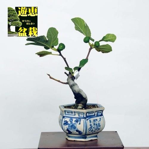 小品盆栽：いちじく【現品】*イチジク【送料無料】 : 遊恵盆栽 Yahoo