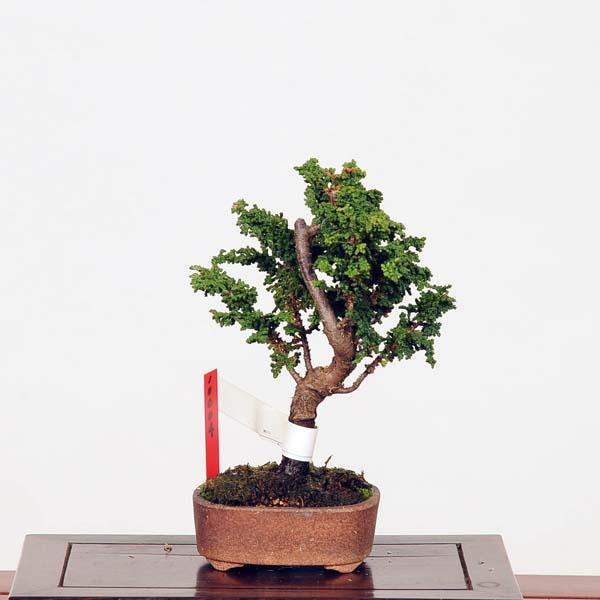小品盆栽：石化桧(ひのき) 現品 *ヒノキ Hinoki bonsai : 遊恵盆栽