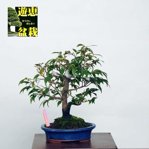 新色追加 小品盆栽 におい椿 現品 Tsubaki 送料無料 在庫処分特価 Southerncollegeofhealthsciences Com