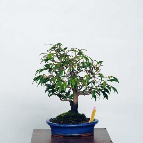 新色追加 小品盆栽 におい椿 現品 Tsubaki 送料無料 在庫処分特価 Southerncollegeofhealthsciences Com