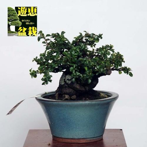 ◉小品盆栽　長寿梅　極小　究極の逸品！　大特価！値下げしました早いもの勝ち 小品盆栽：長寿梅(チョウジュバイ) 【現品】*Cyoujyubai*【送料無料