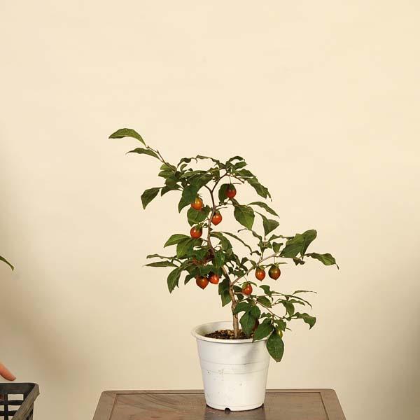 盆栽素材：老爺柿(紅瓢箪べにびょうたん) 現品*ろうや柿 ロウヤ柿