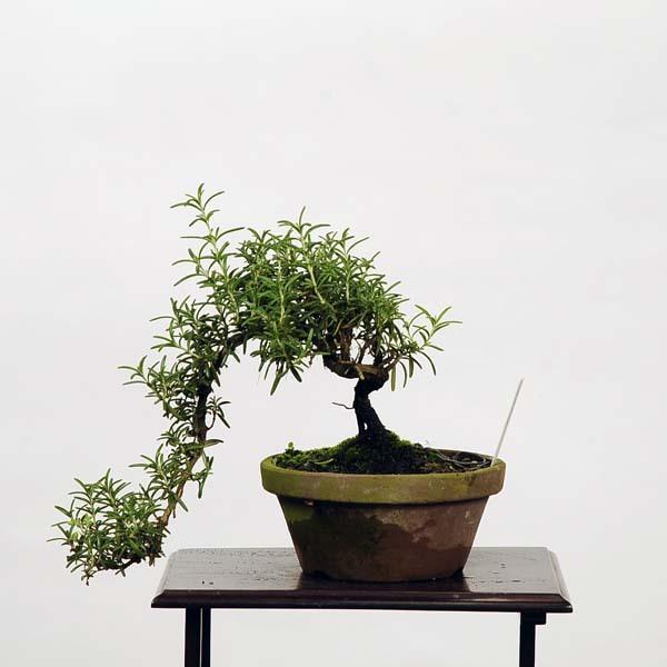 小品盆栽 ローズマリー 現品 送料無料 21v 遊恵盆栽 Yahoo 店 通販 Yahoo ショッピング