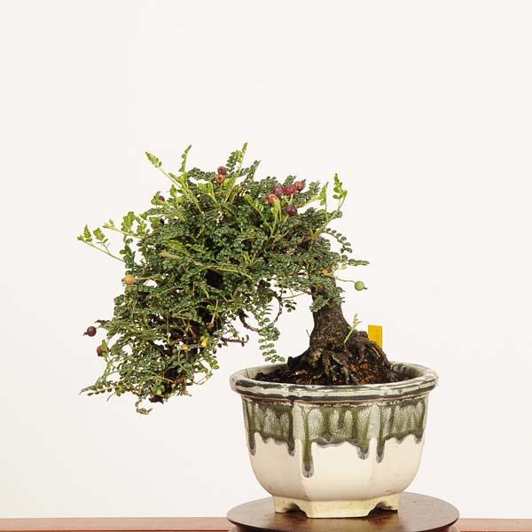 盆栽：磯山椒(いそざんしょう)現品*サンショウ Isozansyo Osreomeles