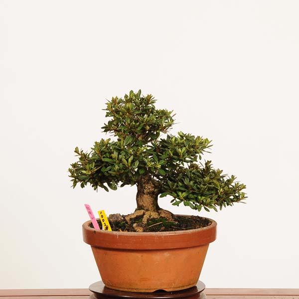 ※引取限定※　盆栽　皐月(如峰山)　樹高72cm 盆栽 ：皐月(如峰山)現品*一点物 さつき サツキ Rhododendron indicum