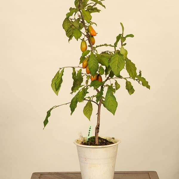 盆栽素材：老爺柿(一番星) 現品*ろうや柿 ロウヤ柿 ローヤ柿 Diospyros