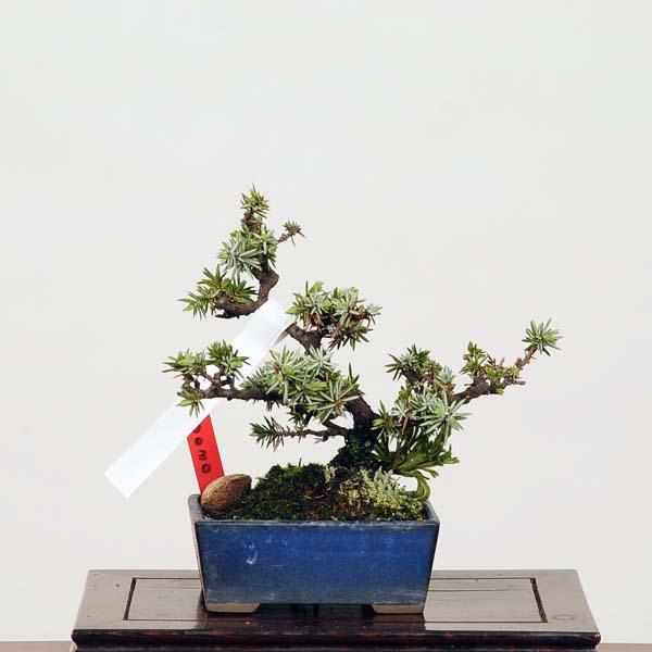 小品盆栽：紫杜松(としょう) 現品*トショウ Tosyo : 遊恵盆栽 Yahoo!店