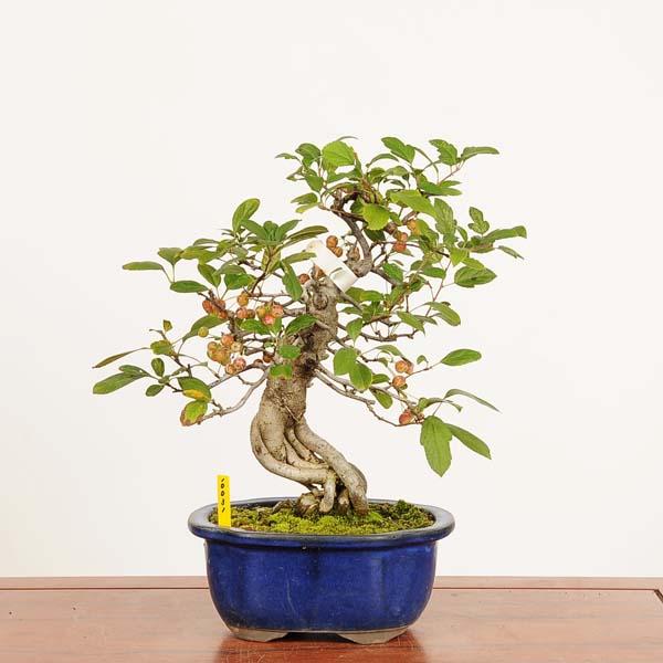 深山かいどう現品一点物 海棠カイドウ Miyanakaidou bonsai 盆栽：深山かいどう現品*一点物 海棠 カイドウ Miyanakaidou bonsai 中