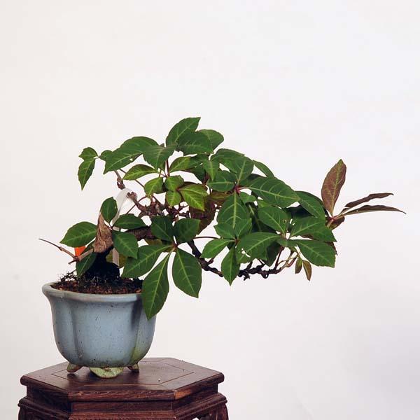 盆栽：アメリカ蔦 現品*つた ツタ Tsuta bonsai 小品盆栽 : 遊恵盆栽
