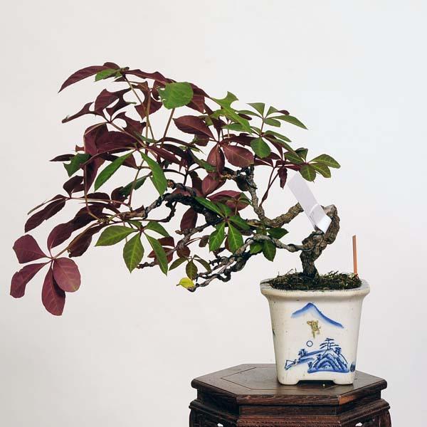 盆栽：アメリカ蔦 現品*つた ツタ Tsuta bonsai 小品盆栽 : 遊恵盆栽