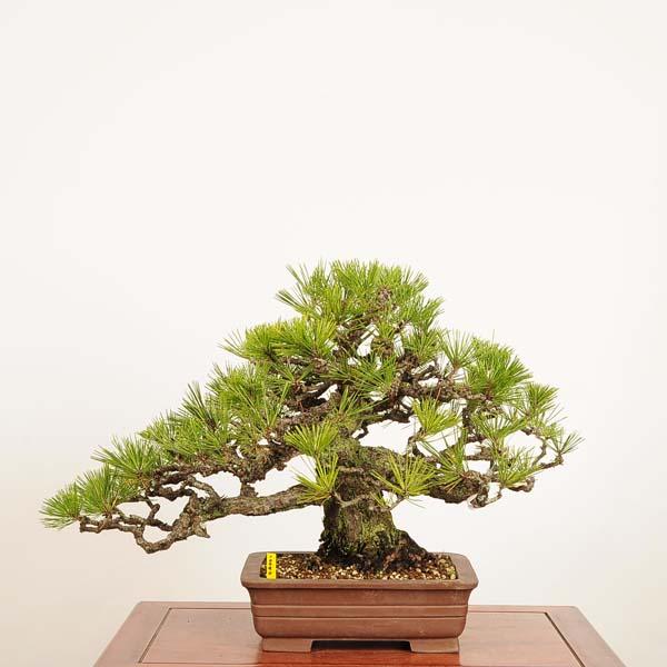 盆栽 特選：三河黒松* 現品 一点物 くろまつ クロマツ Kuromatsu
