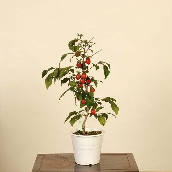 ‼️最終値下げ‼️老爺柿盆栽 老爺柿 | 盆栽、盆栽書籍、盆栽鉢の通販│近代出版