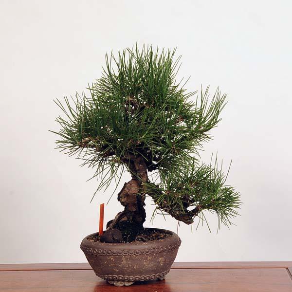 盆栽 特選：三河黒松* 現品 くろまつ クロマツ Kuromatsu bonsai 中品