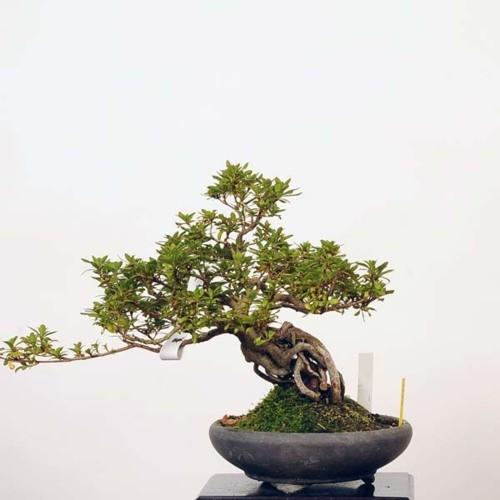 皐月盆栽 貴公子 高さ36センチ 中品盆栽：皐月(貴公子)【現品】*さつき