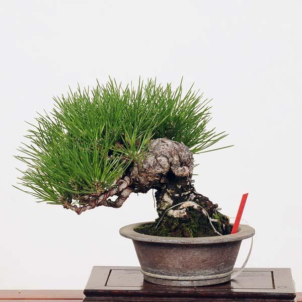 黒松（くろまつ）｜小品盆栽懸崖 樹高約14cm 荒々しい幹肌と