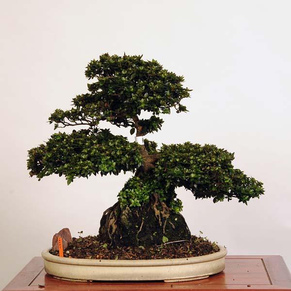 盆栽 特選：皐月(珍山)*現品 サツキ さつき Satsuki bonsai 大品盆栽