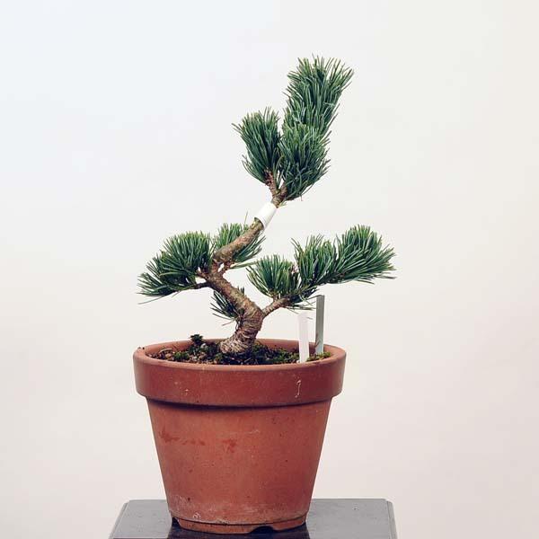 小品盆栽：五葉松(百万石)*現品 ごようまつ ゴヨウマツ Goyoumatsu