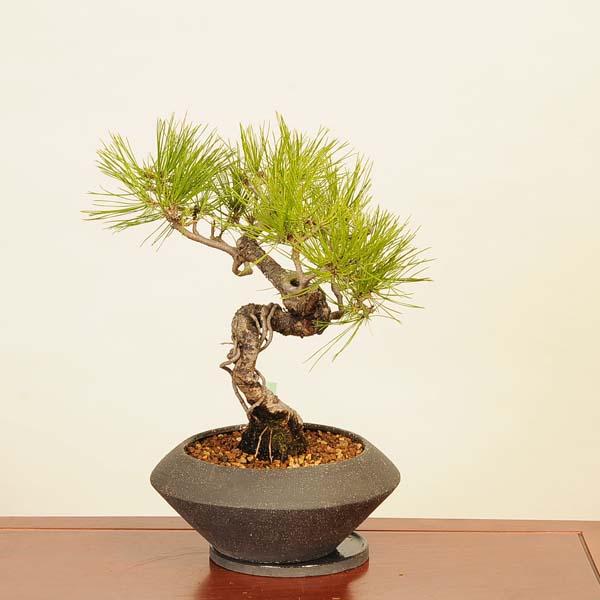 モダン盆栽 ：三河黒松 受け皿付* 男前シリーズ 現品 くろまつ