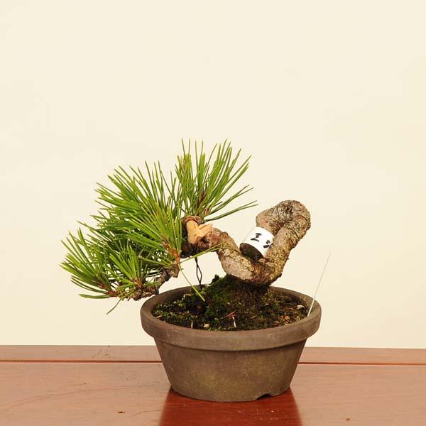 三河黒松2点セット 盆栽 ：三河黒松* 現品 くろまつ クロマツ Kuromatsu bonsai 小品盆栽