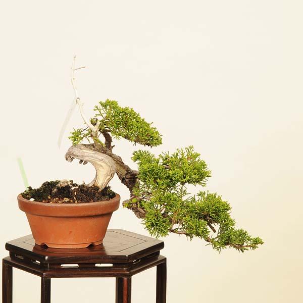 盆栽：特選糸魚川真柏 現品* しんぱく シンパク Sabina chinesis
