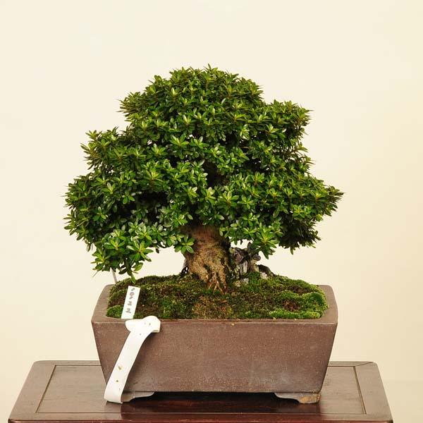 盆栽 特選：早乙女さつき 現品*皐月 サツキ satsuki bonsai 中品盆栽