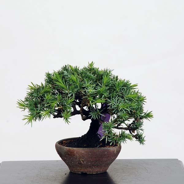 New限定品 ミニ盆栽 杜松 現品 としょう トショウ送料無料 Tosyo 安心の定価販売 Kuljic Com