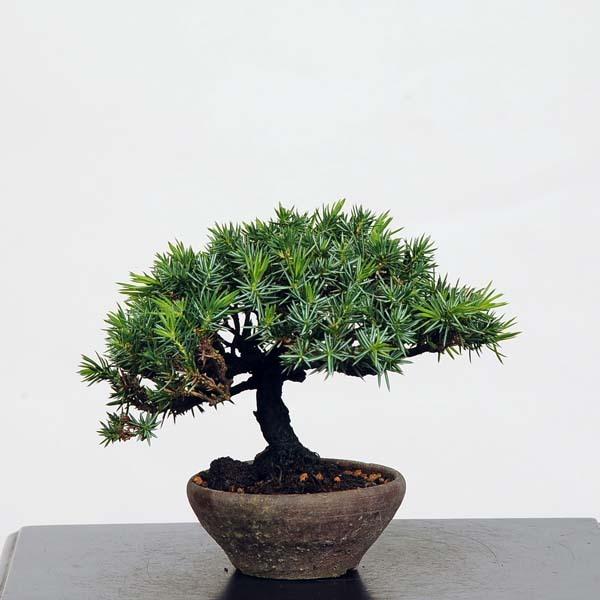 ミニ盆栽：杜松 現品*(としょう)トショウ送料無料 Tosyo : 遊恵盆栽