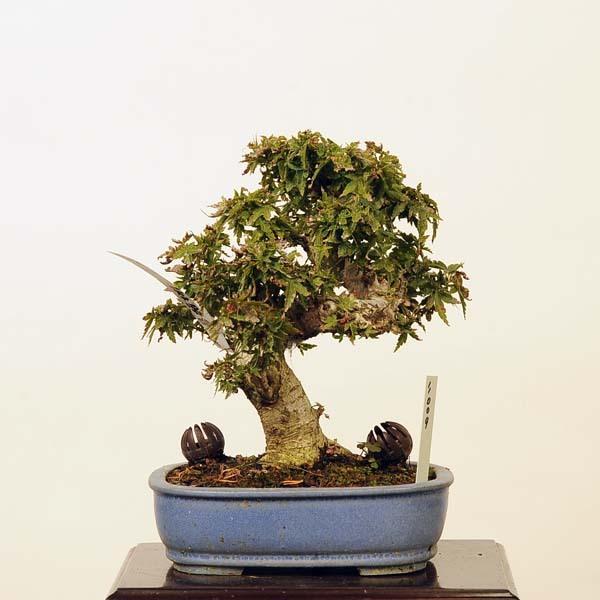 小品盆栽：特選琴姫紅葉 現品*もみじ モミジ Momiji 送料無料 : 遊恵