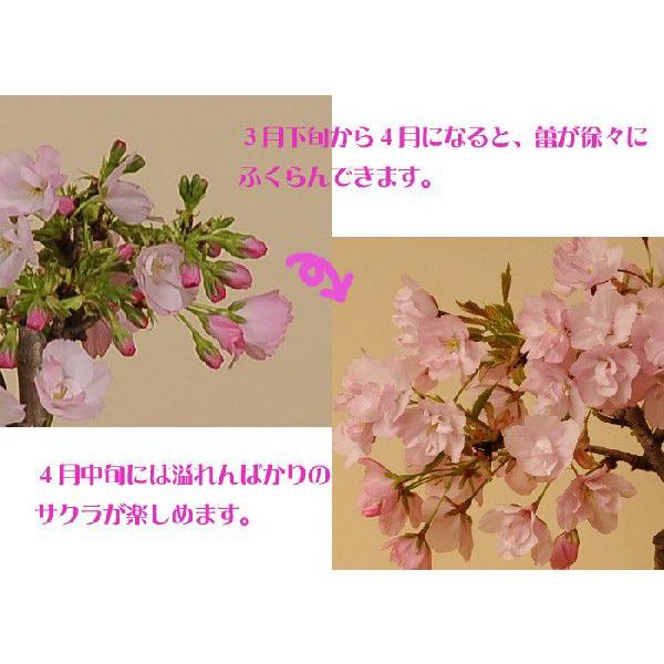 父の日 ギフト 2024桜盆栽：一才桜(瀬戸焼鉢)*(2024年開花終了) さくら お花見 誕生日 祝 旭山桜 春 ギフト gift プレゼント bonsai｜y-bonsai｜04