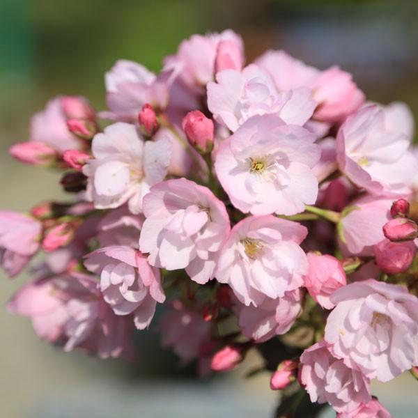 父の日 ギフト 2024桜盆栽：一才桜(瀬戸焼鉢)*(2024年開花終了) さくら お花見 誕生日 祝 旭山桜 春 ギフト gift プレゼント bonsai｜y-bonsai｜05