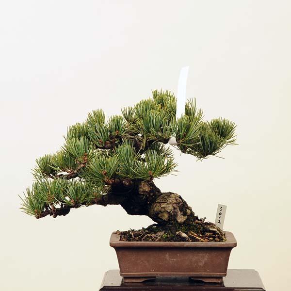 小品盆栽：特選五葉松*現品 ごようまつ　ゴヨウマツ　Goyoumatsu 送料無料