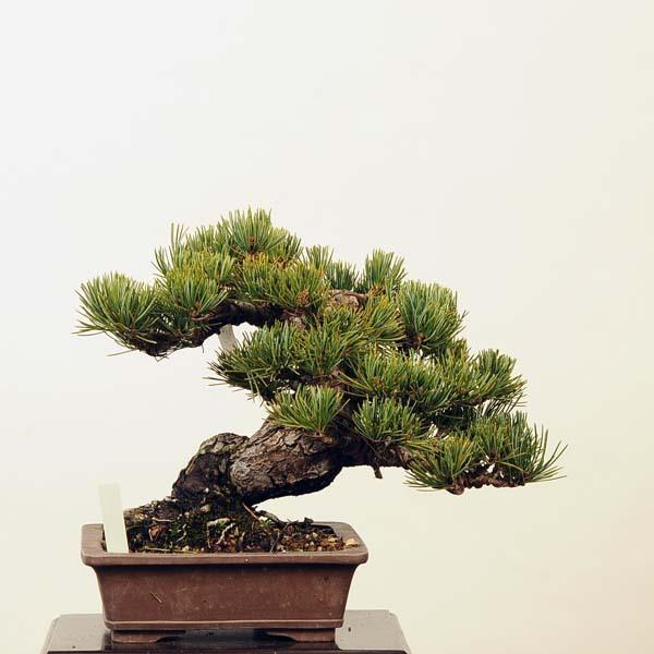 【新商品】 小品盆栽：特選五葉松*現品 ごようまつ　ゴヨウマツ　Goyoumatsu 送料無料 【CEG9032397208】(32912円)