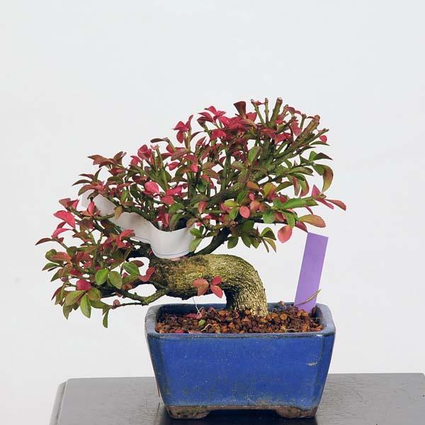 ミニ盆栽：こまゆみ 現品*コマユミ Komayum i送料無料 : 遊恵盆栽