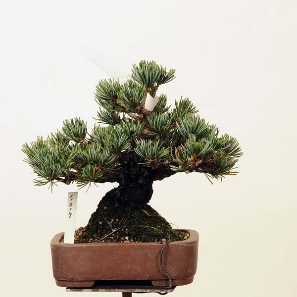 小品盆栽：特選五葉松*現品 ごようまつ　ゴヨウマツ　Goyoumatsu 送料無料