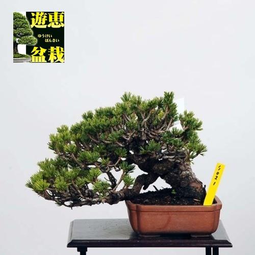 小品盆栽：五葉松(ゴヨウマツ)瑞祥(ずいしょう)【現】*Goyomatsu【送料