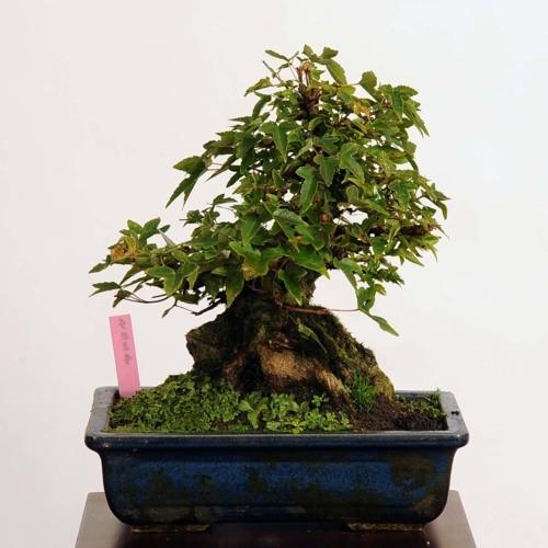 小品盆栽：楓石付（かえで・カエデ）【現品】*Kaede 【送料無料】｜y-bonsai｜02