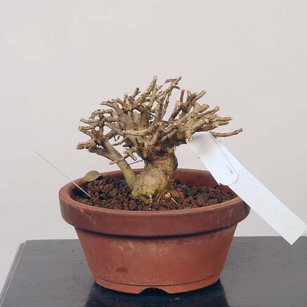 姫サルスベリ盆栽 姫百日紅 太幹 小品盆栽 ミニ盆栽 樹高9cm