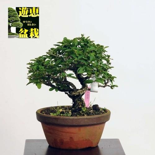 小品盆栽：いぼた【現品】*Ibota【送料無料】｜y-bonsai