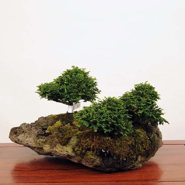 中品盆栽：特選津山桧（ひのき）石付 現品* ヒノキ hinoki 送料無料