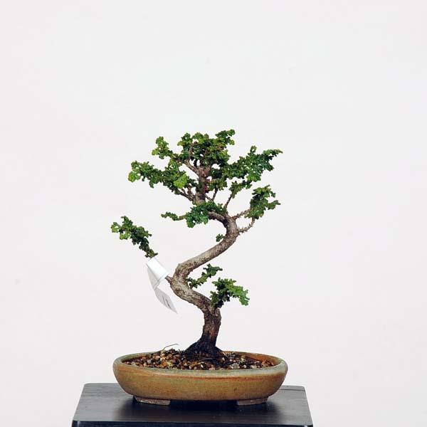 ミニ盆栽：石化桧(ひのき) 現品 *ヒノキ Hinoki : 遊恵盆栽 Yahoo!店