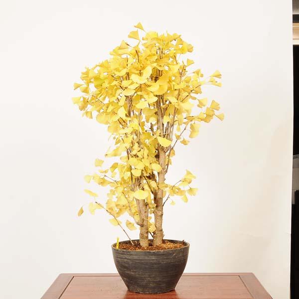 盆栽：銀杏(イチョウ)寄せ*(プラ鉢)現品 一点物 いちょう Icho bonsai