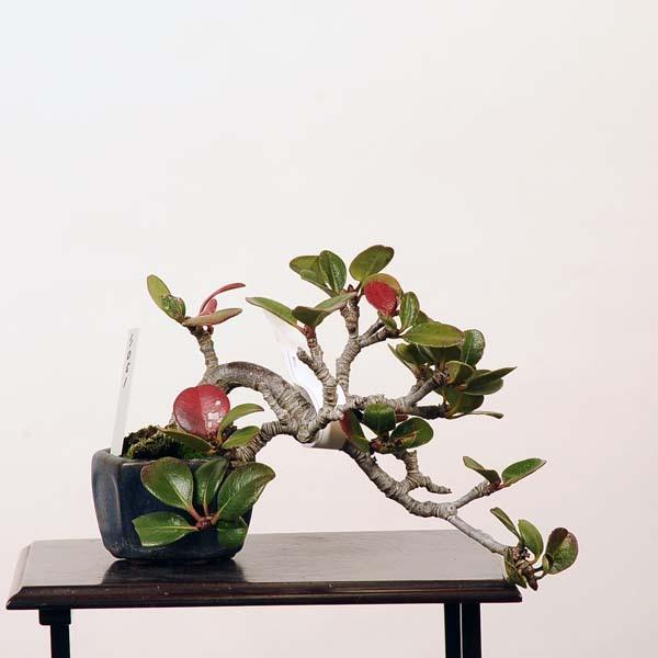 ミニ盆栽：車輪梅（シャリンバイ）　現品*しゃりんばい　送料無料