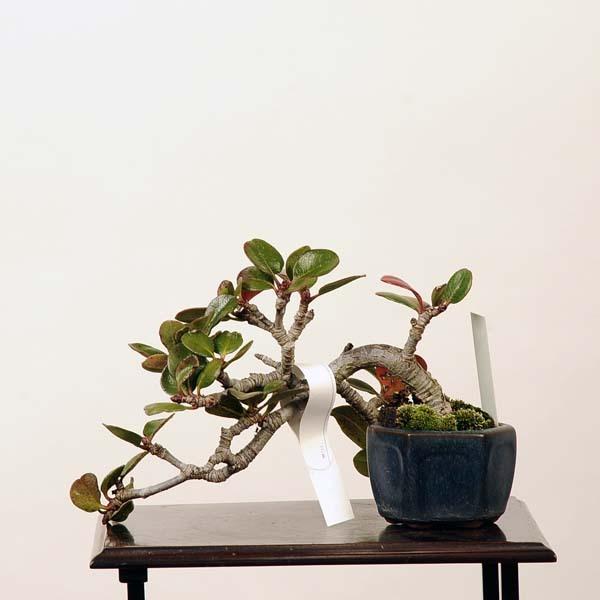 ミニ盆栽：車輪梅（シャリンバイ）　現品*しゃりんばい　送料無料 シャリンバイ